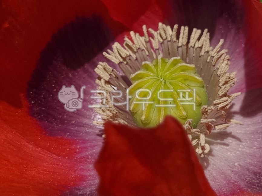 양귀비,양귀비꽃,두해살이풀,앵속,약담배,아편꽃,꽃,poppy,poppyflower,biennialherb,hyacinth,medicinaltobacco,opiumflower,flower