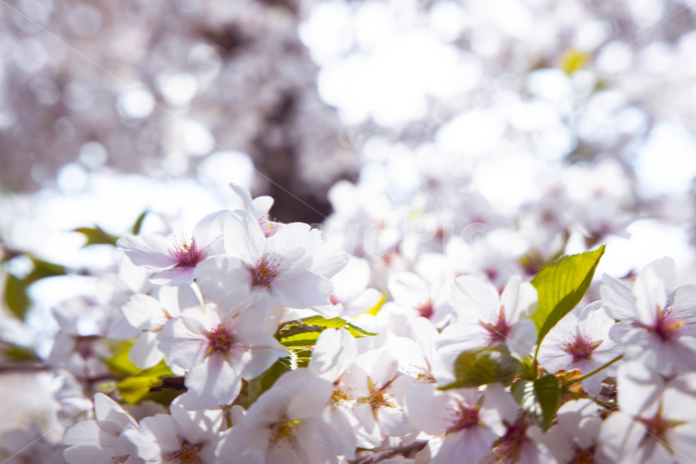 벚꽃,봄,꽃,감성,햇빛,분홍,cherryblossom,spring,flower,봄,계절,spring,season,식물,자연,plants,nature,꽃,flower,plant