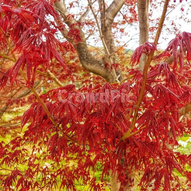 가을,단풍,나무,단풍꽃,가을나무,가을,계절,fall,autumn,season,plant,식물,leaf,잎,tree,maple