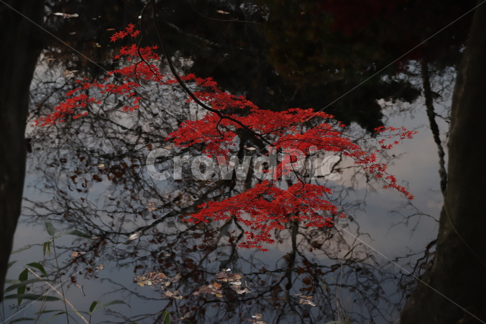 자연,단풍,나무,가을,풍경,가을,계절,fall,autumn,season,식물,자연,plants,nature,leaf,잎,plant,tree