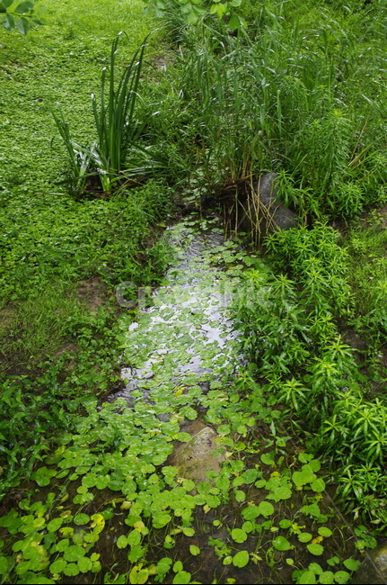 비,초록,잎,식물,plant,자연,nature,자연,풍경,nature,landscape,land,땅,outdoors,옥외,water,물