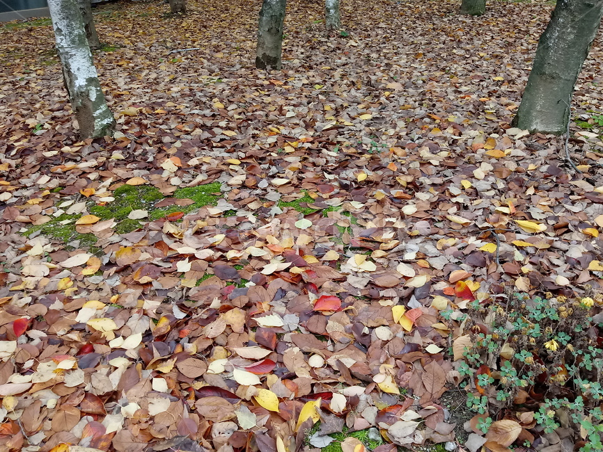 단풍,단풍잎,가을,leaf,잎,plant,식물,tree,나무,계절,fallautumnseason,outdoors,옥외,자연풍경,낙엽,가을,계절,fall,autumn,season