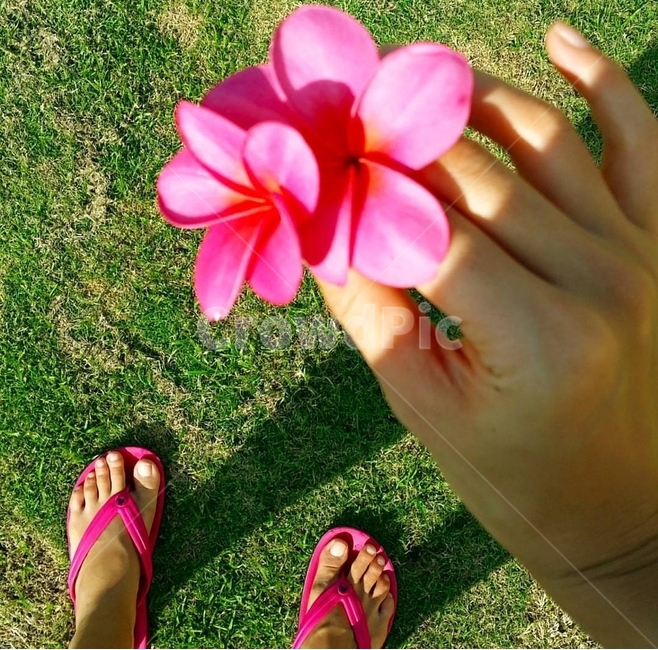 잔디,plant,사람,식물,꽃,플루메리아,여름,하와이,hawaii,꽃,flower