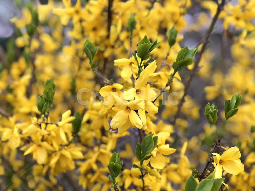plant,식물,봄,꽃,개나리,spring,flower,봄꽃,계절,화창한,날씨,나무가지,잎,springflower,forsythia,예쁘다,예쁜꽃