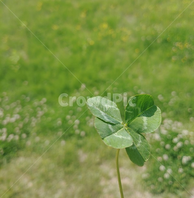 네잎클로버,행운,클로버,clover,fourleafclover,봄,토끼풀,풀,풀밭,풀잎,식물,자연,nature,초록색,청량한,season,grass,green,plants,spring,luck