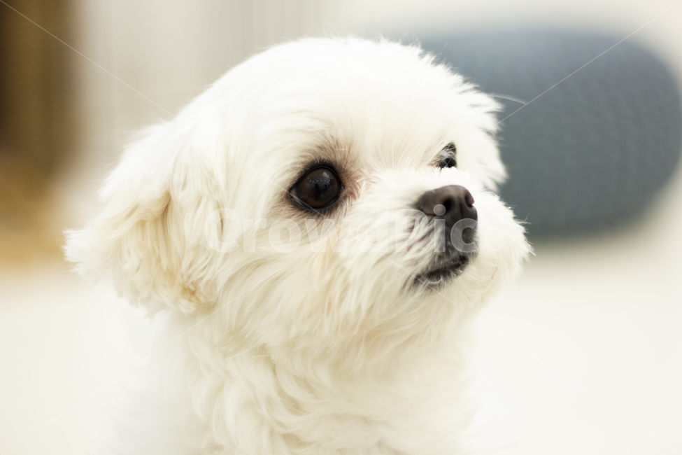 animal,동물,pet,dog,개,puppy,강아지,말티즈,maltese,동물,animal,포유류,mammal,개,강아지,dog,doggy