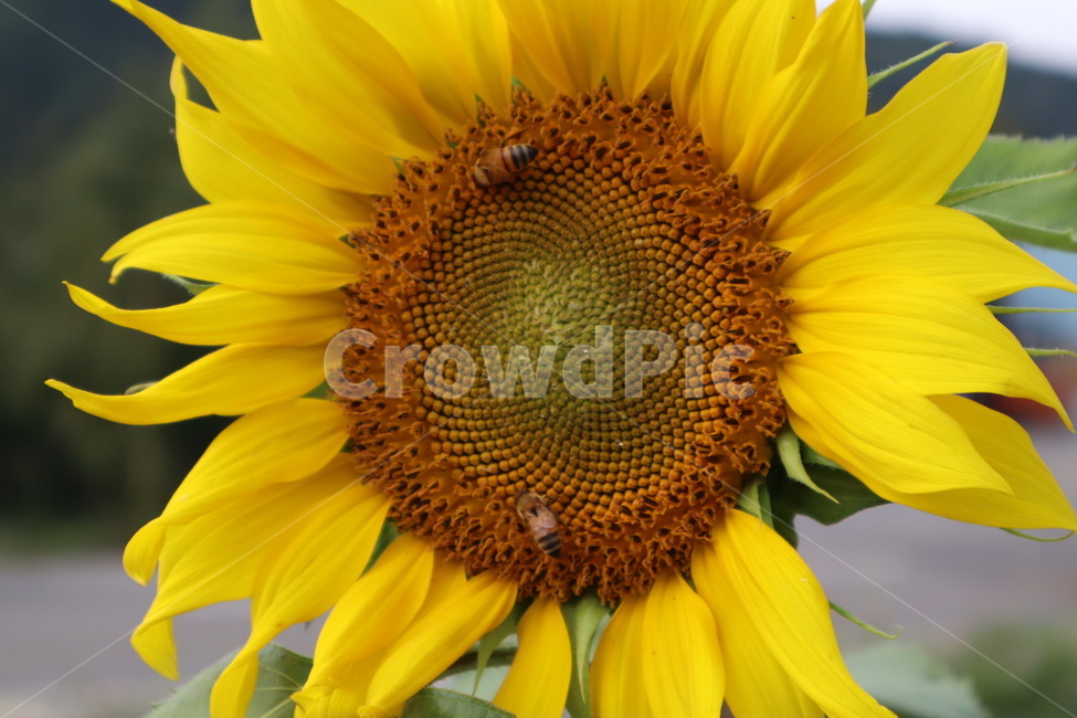 plant,식물,blossom,꽃,flower,식물,자연,plants,nature,꽃,flower