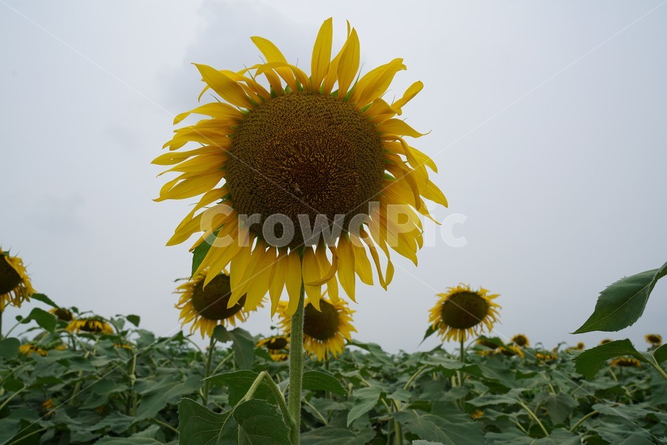 해바라기,국화과,식물,해바라기꽃,두상화,규화,항일화,sunflower,식물,자연,plants,nature,꽃,flower