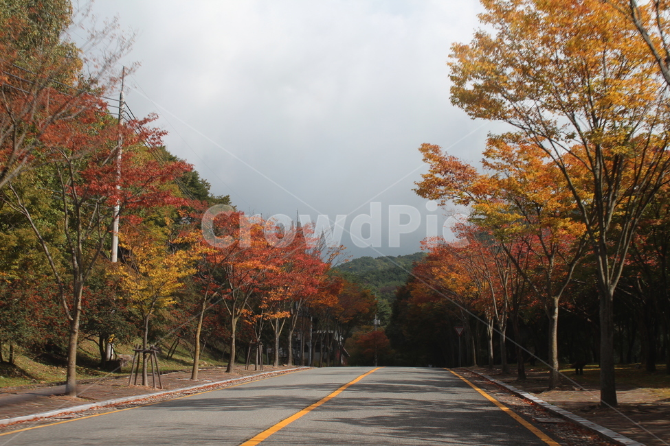 가을,단풍,단풍나무,가을풍경,도로,가을,계절,fall,autumn,season,자연,풍경,nature,landscape,tree,나무,plant,식물,road,asphalt,아스팔트