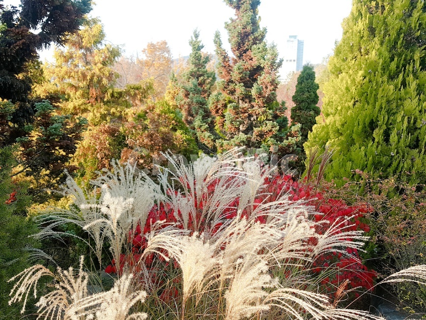 낙엽,가을,나뭇잎,단풍,잎,가을,계절,fall,autumn,season,식물,자연,plants,nature,plant,grass,잔디,tree,나무