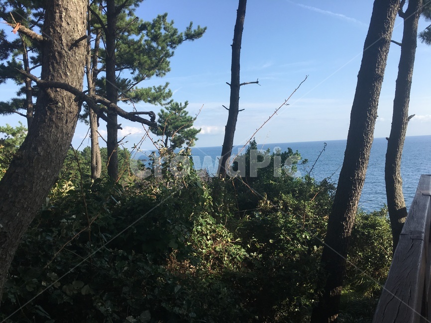 제주도,해안가,낚시,바다,가을풍경,자연,풍경,nature,landscape,tree,나무,plant,식물