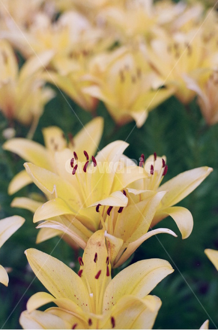 꽃,백합,감성사진,필름사진,분홍색,노란색,식물,자연,plants,nature,꽃,flower