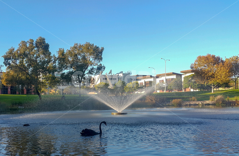 흑조,swan,blackswan,백조,분수,공원,무지개,경치,분수대,하늘,fountain,park,rainbow,sky,동물,animal,조류,새,birds