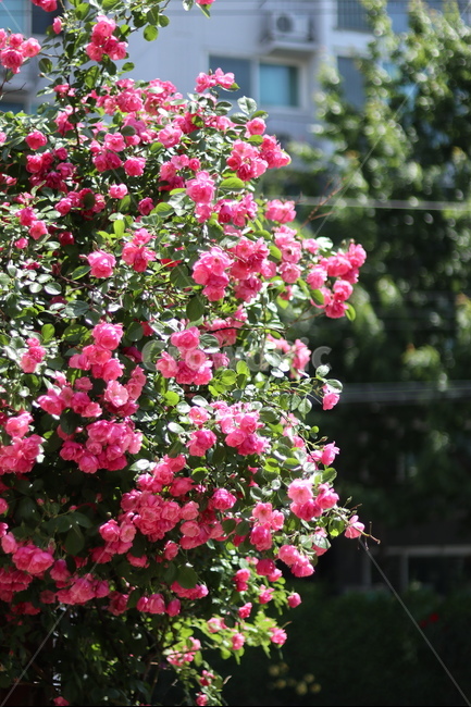 장미,꽃,풍경,핑크,5월,식물,자연,plants,nature,꽃,flower