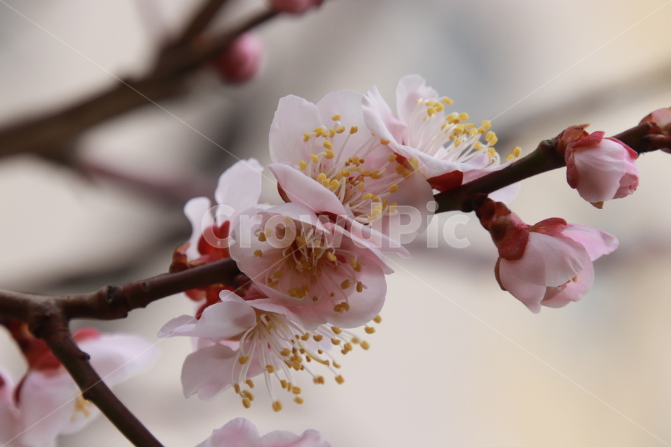 식물,꽃나무,봄,살구꽃,분홍색,봄,계절,spring,season,식물,자연,plants,nature,꽃,flower,plant