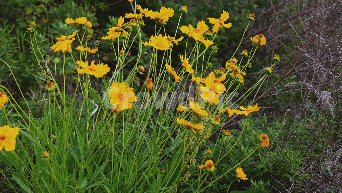 꽃,flower,nature,자연,green