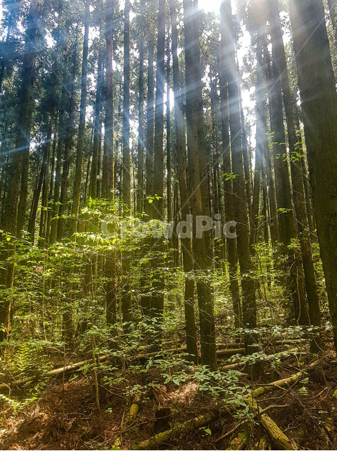 자연,힐링,감성,휴식,맑음,초록,푸른,nature,emotion,식물,plant,잎,leaf,나뭇잎,rest,blue,sunny,나무,tree,숲길,healing,햇빛,sunshine,green,초목,vegetation,옥외,outdoors,삼림지,woodland,땅,land,숲,forest,플레어,flare,빛,light