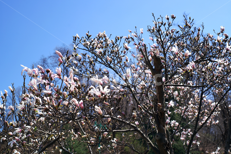 목련,봄,목련나무,kobusmagnolia,나무,꽃