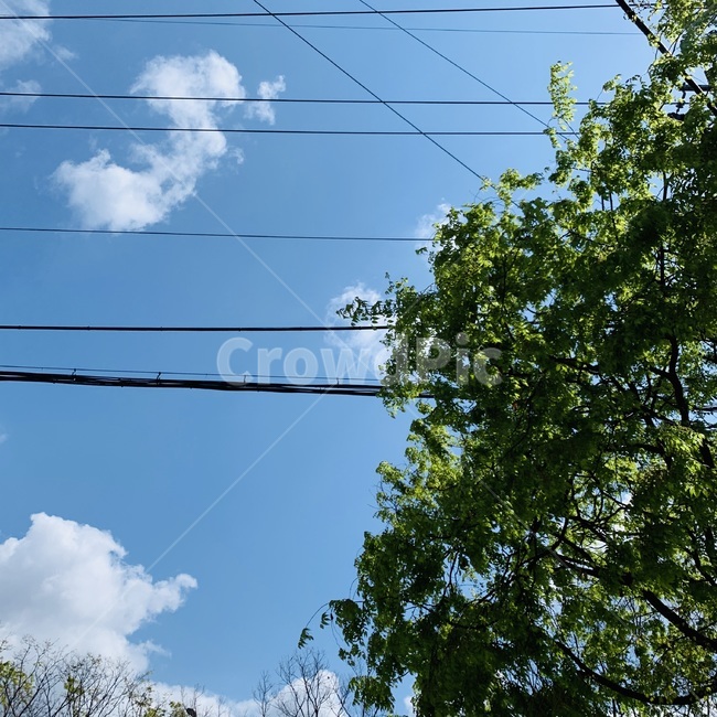 cable,전력선,powerlines,케이블,하늘,sky,나무