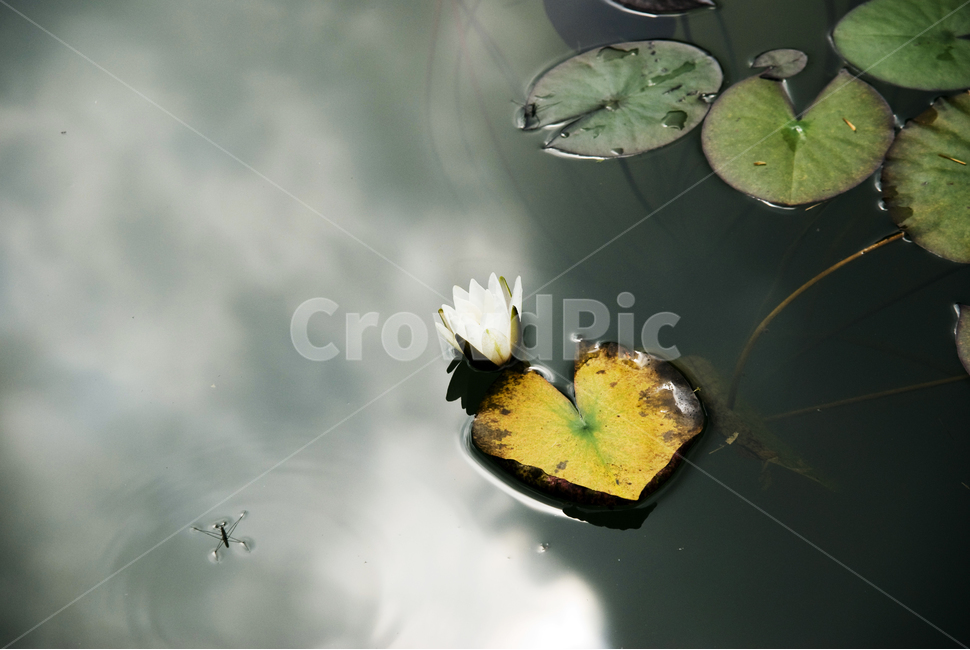 자연,연못,연꽃,봄,풍경,식물,자연,plants,nature,꽃,flower