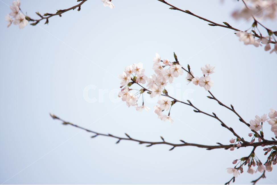 벚꽃,나무,분홍,봄,꽃,봄,계절,spring,season,식물,자연,plants,nature,꽃,flower,감성,sensible,feeling,plant,blossom