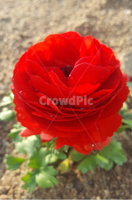 꽃,식물,근접,봄,flower