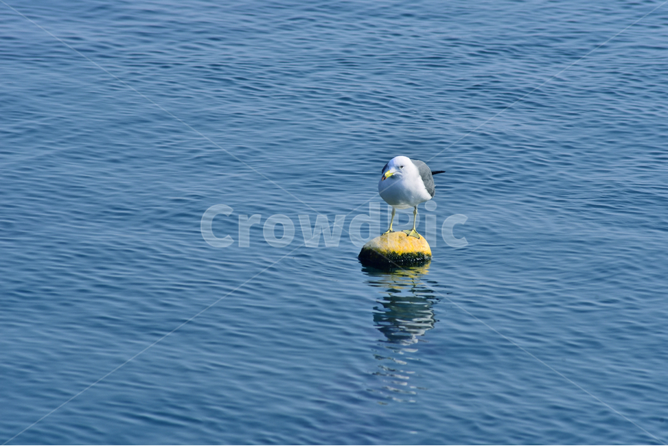갈매기,새,seagull,동물,animal,조류,바다,sea,배경,바탕,백그라운드,bird,물,water,outdoors,옥외,nature,자연,동물,animal,조류,새,birds