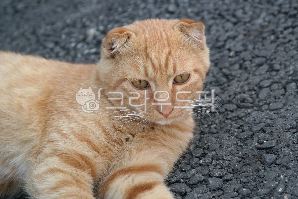 stray cat,dog cat,cat,fat cat