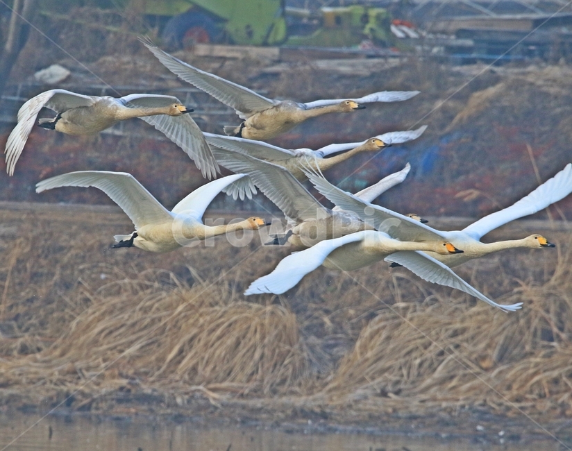 고니,새,백조,bird,동물,동물,animal,조류,새,birds