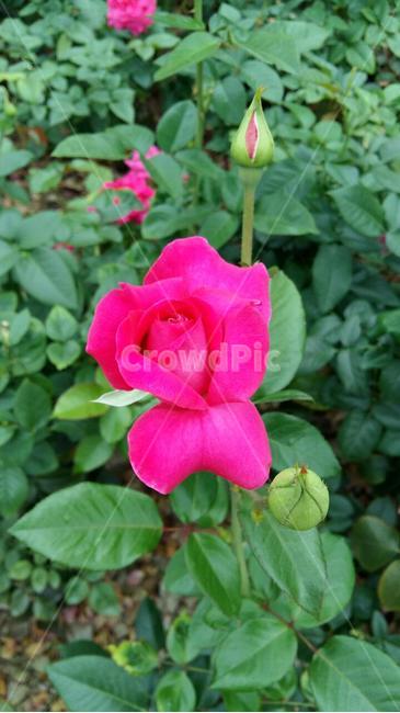 장미,꽃,자연,flower,rose