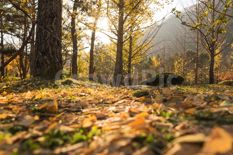 은행잎,홍천,은행나무,노란색,은행나무숲,가을,계절,fall,autumn,season,자연,풍경,nature,landscape,식물,plants,나무,trees,wood,ground,바닥,leaf,잎,plant,tree