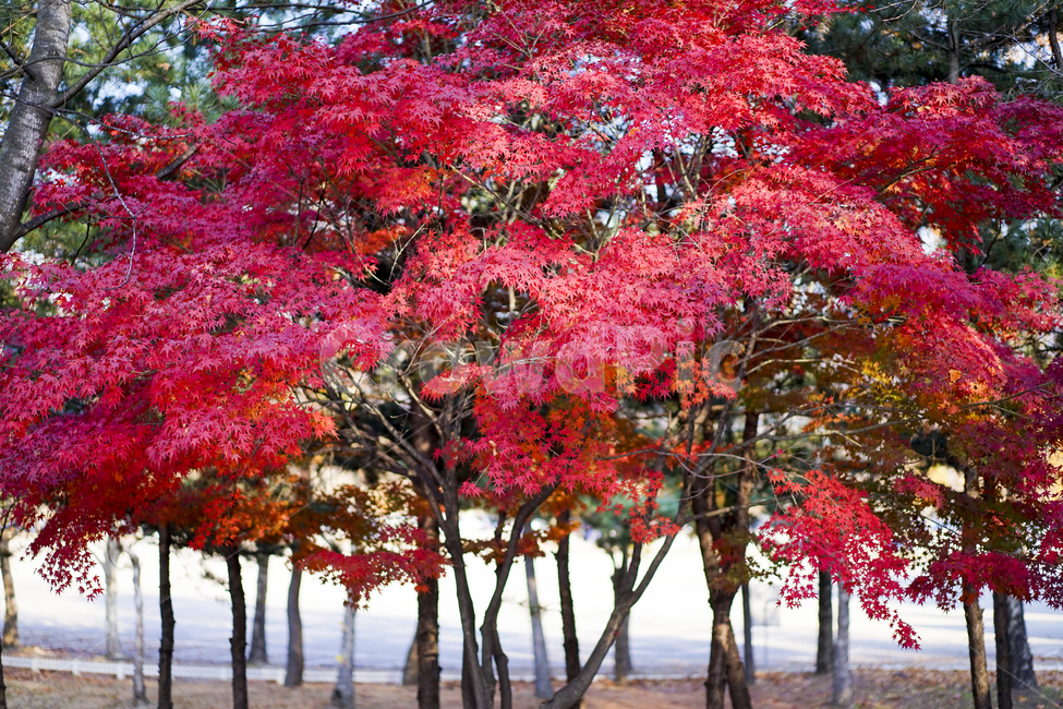 가을,단풍,낙엽,가을단풍,단풍나무,가을,계절,fall,autumn,season,식물,자연,plants,nature,나무,trees,wood,tree,plant,maple,leaf,잎