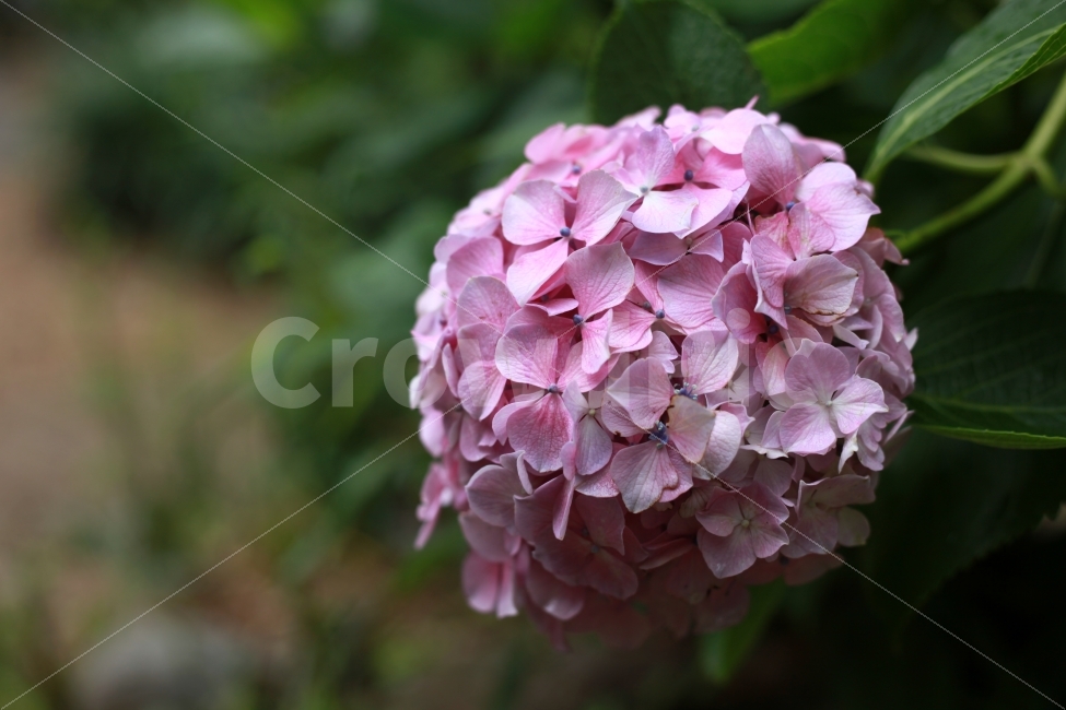 수국,접사,꽃,자연,부산,태종대,태종사,식물,자연,plants,nature,꽃,flower