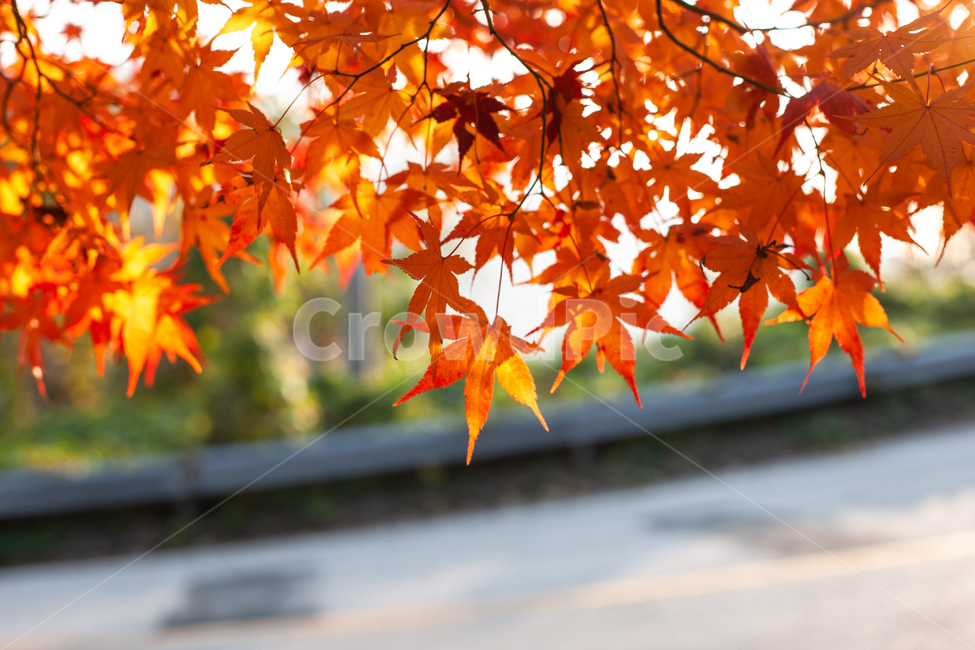 가을,단풍,단풍나무,단풍잎,나무,나뭇잎,가을,계절,fall,autumn,season,plant,식물,leaf,잎,tree