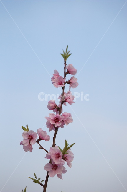 복사꽃,연핑크,길가,봄,해,봄,계절,spring,season,식물,자연,plants,nature,꽃,flower,plant,blossom