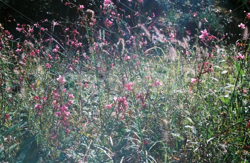 ​필름사진,아날로그,film,감성사진,우울,여행,여성적,칙칙함,느긋함,흐림,zaheun,효신,식물,자연,plants,nature,꽃,flower,감성,sensible,feeling