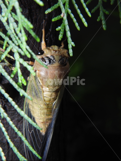 곤충,벌레,동물,자연,매미,여름,곤충,벌레,insect,bug