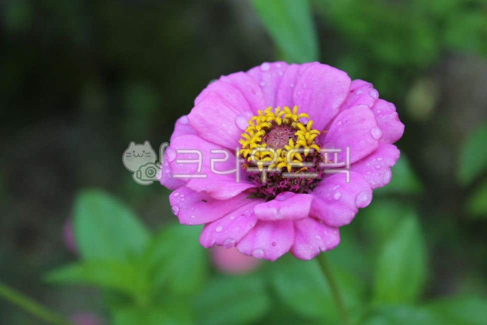 백일홍,여름꽃,가을꽃,식물,자연,계절,시즌,옥외,plants,nature,outdoors,flower,꽃,petal,꽃잎