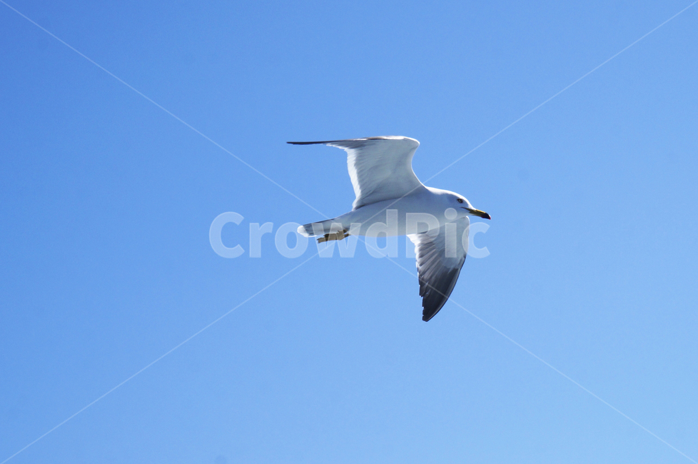 하늘,갈매기,비행,sky,commongull,laruscanus,seagull,gull,동물,animal,조류,새,birds