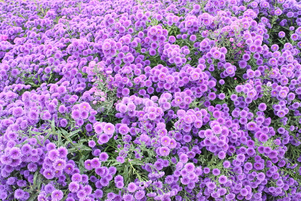 보라색국화,국화,꽃,국화꽃축제,flower