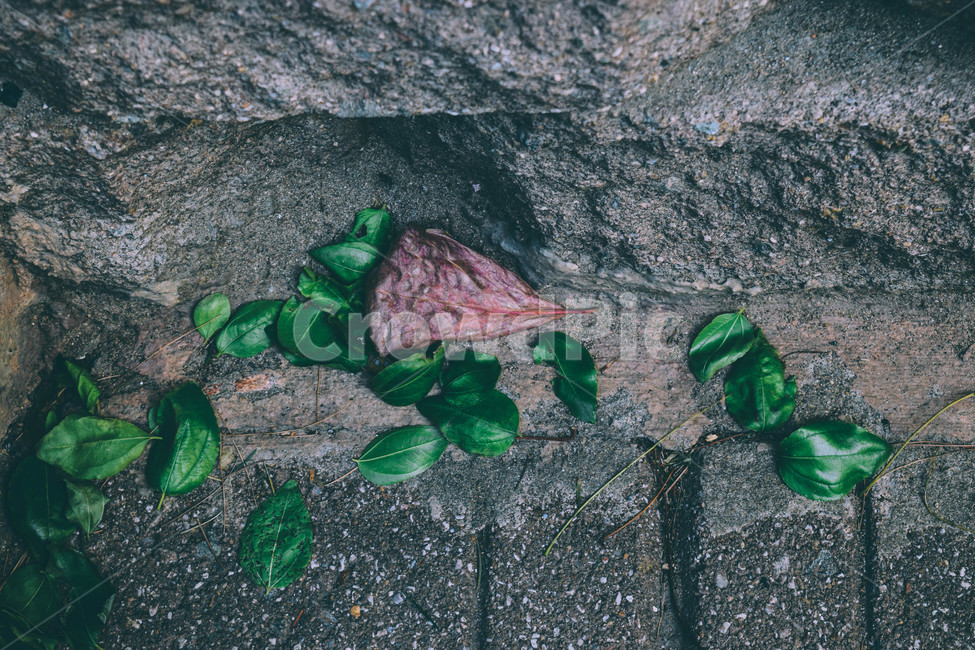 식물,자연,풍경,콘크리트,바닥,green,nature,차분한,plant,감성,색감,색,계단,산책,식물,자연,plants,nature,감성,sensible,feeling