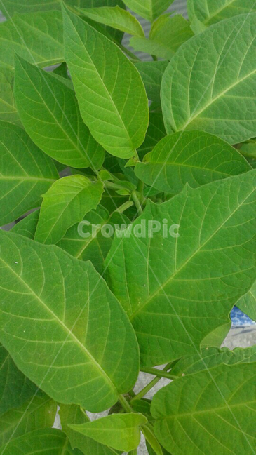초록잎사귀,잎,초록,화분,푸르름,식물,자연,plants,nature