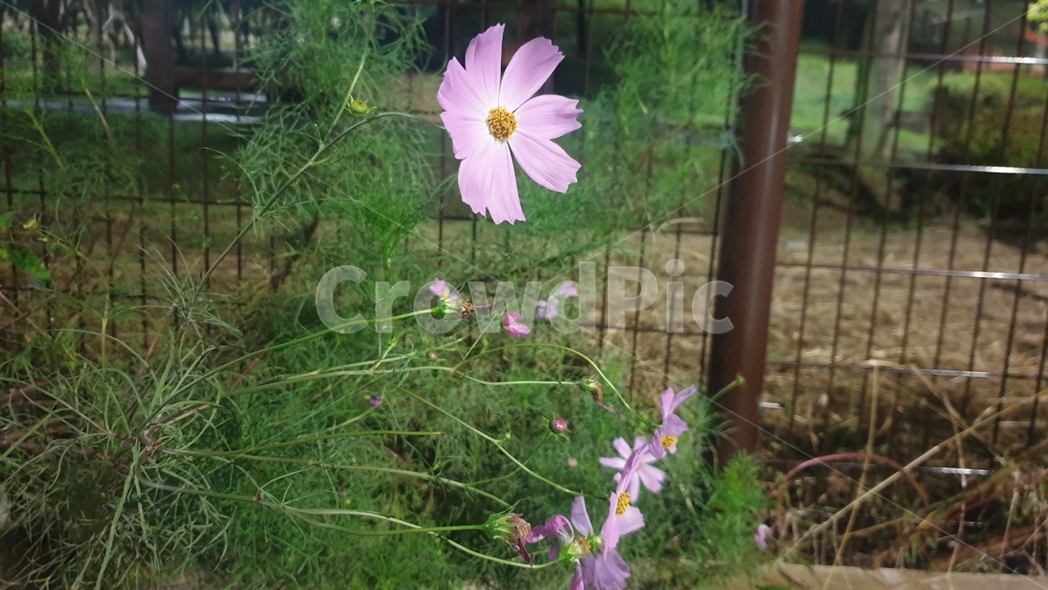 식물,꽃,피우다,코스모스,자연,가을,plant,flower,bloom,cosmos,nature,fall,식물,자연,plants,nature,꽃,flower