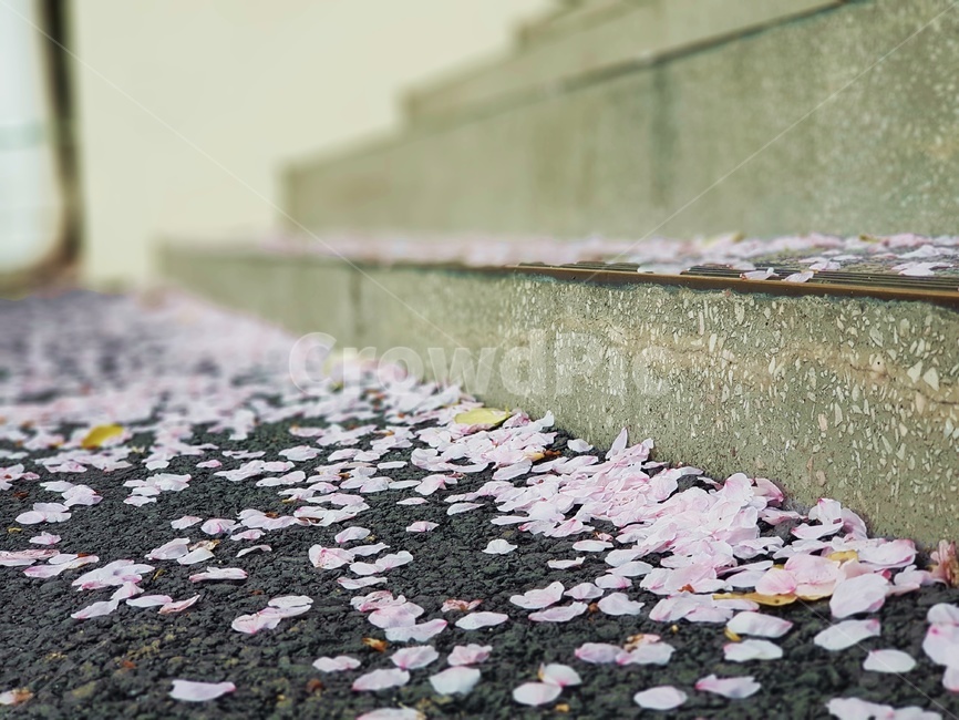 계단,꽃잎,벚꽃잎,stairs,petal,봄,봄,계절,spring,season,꽃,flower,plant,식물,blossom