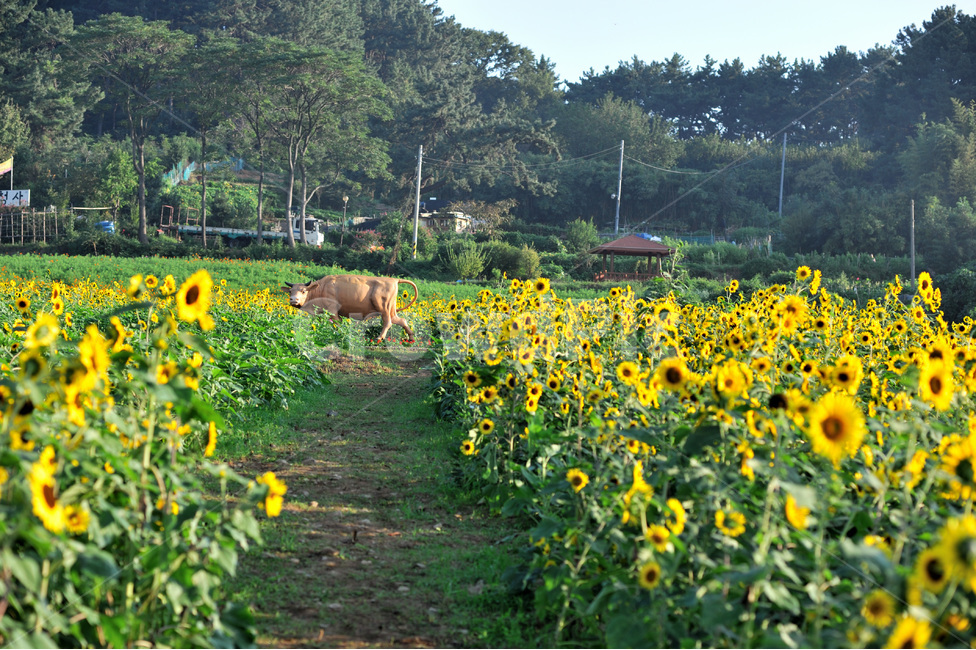 해바라기,들,자연,소,동물,시골,마을,풍경,landscape,country,rural,town,식물,자연,plants,nature,꽃,flower