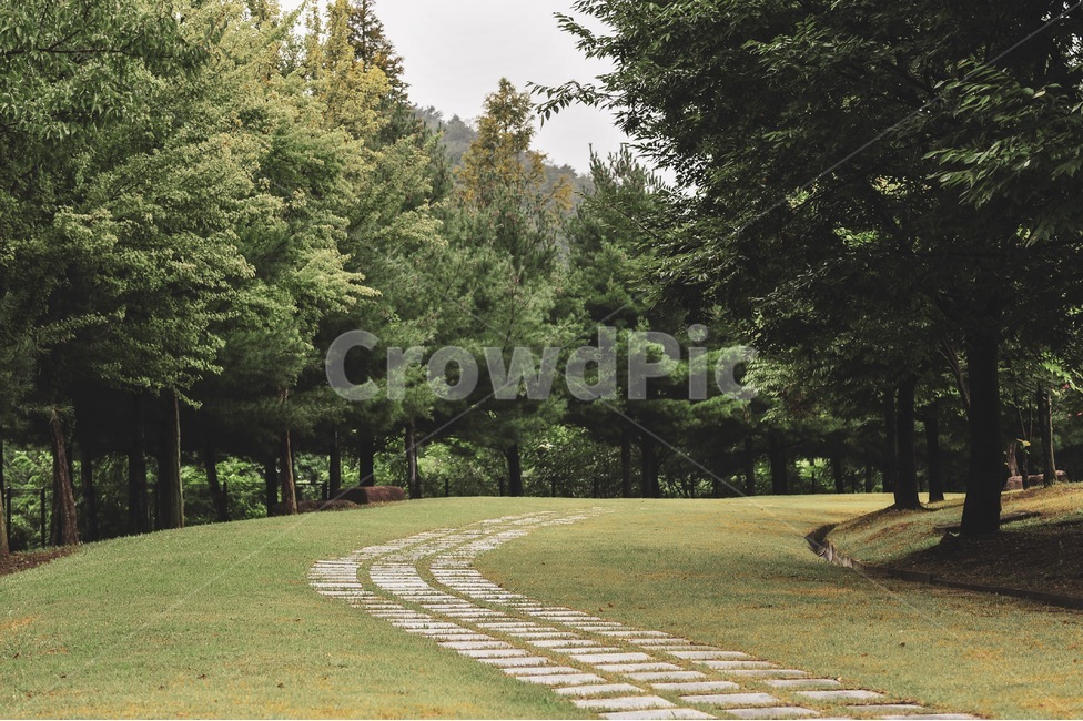 grass,잔디,plant,tree,나무,휴식,가을