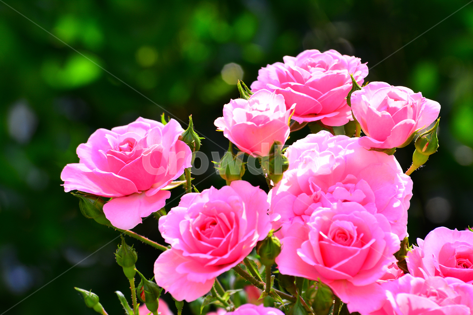 장미,장미꽃,로즈,꽃,아름다움,예쁜,플라워,데코레이션,꽃송이,꽃잎,feeling,rose,flowers,5월,계절의여왕,가시,가든,정원,앞뜰,장미원,장미축제,BEAUTIFUL,plant,garden,핑크색장미,분홍장미,pink,꽃밭,식물,자연,plants,nature,꽃,flower,색깔,색상,색채,색감,color sense,color sensitivity,feeling of color