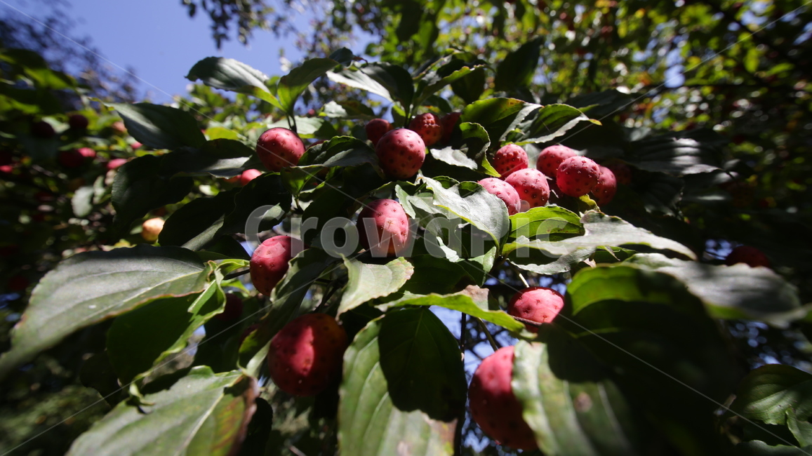 fruit,plant,식물,과일,가을