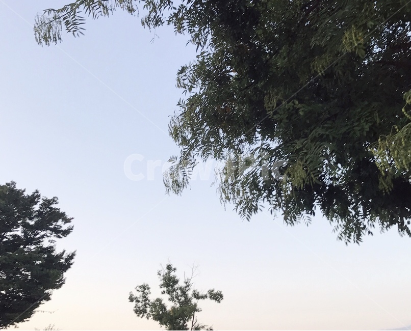 tree,plant,나무,식물,자연,구름