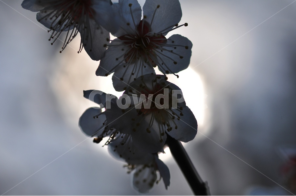 꽃,꽃사진,벚꽃,역광,flower,봄,계절,spring,season,식물,자연,plants,nature,꽃,flower,plant,blossom,geranium,제라늄